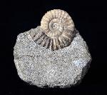 Arnioceras oppeli GUERIN-FRANIATTE 1966 - Bild © FossNet FossilienStore